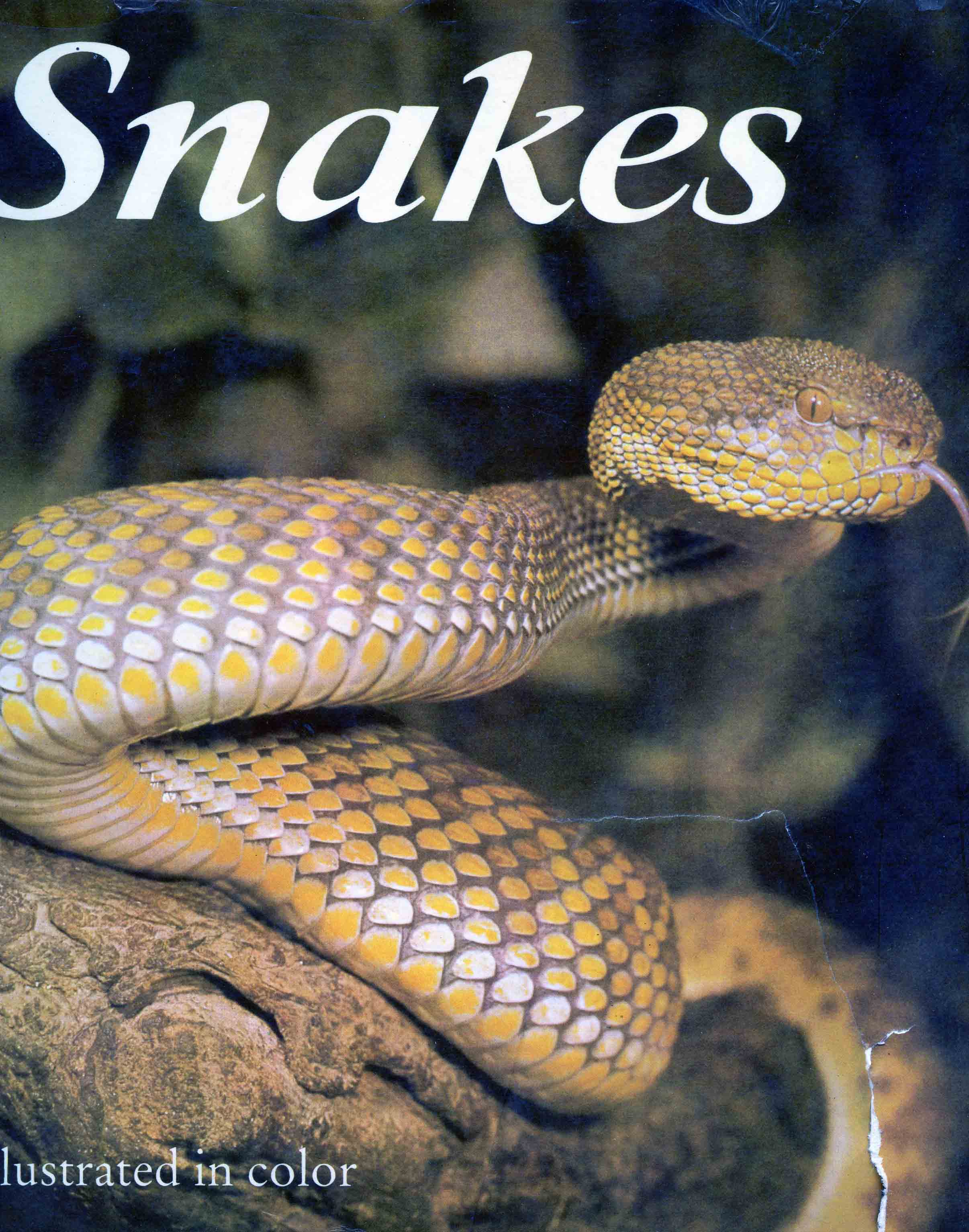 Image for Snakes: Biology, Behavior and Relationship to Man,